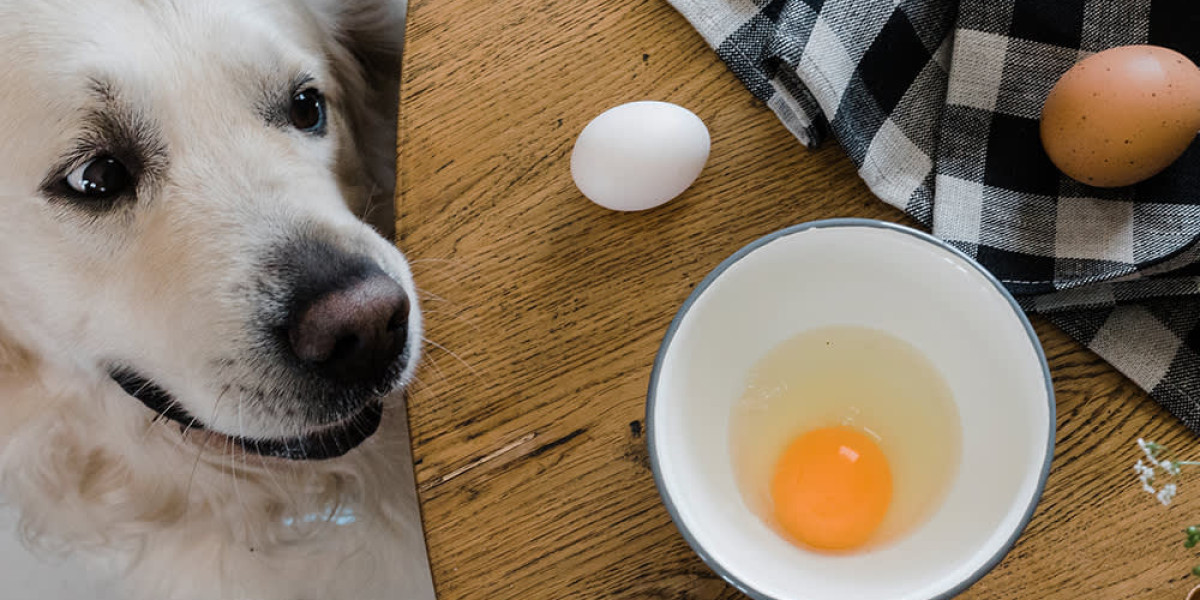 DoggleLife: Can Dogs Eat Eggs?