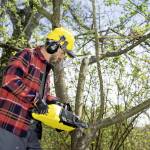tree services
